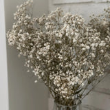 Natural Preserved Baby's Breath Bundles